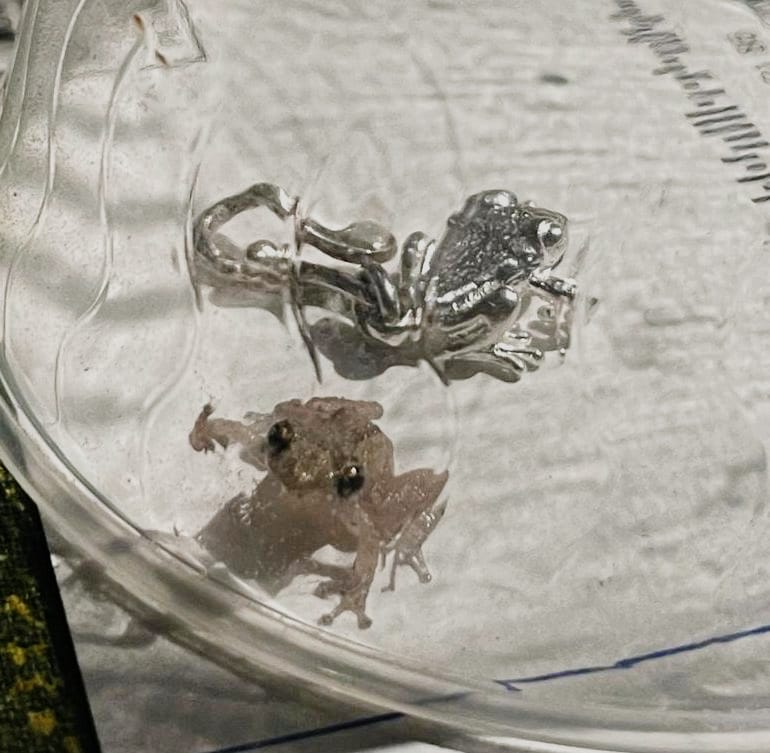 Coqui de PR